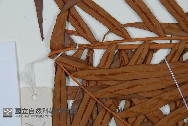 烏毛蕨藏品圖，第5張