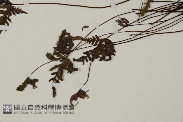 陜西粉背蕨藏品圖，第5張