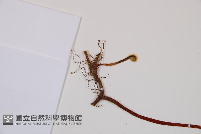 碗蕨藏品圖，第5張