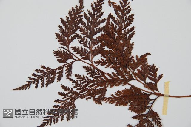 海州骨碎補藏品圖，第5張