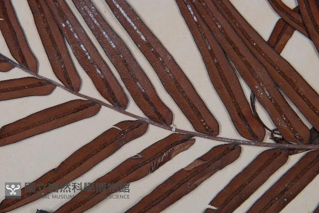 烏毛蕨藏品圖，第4張