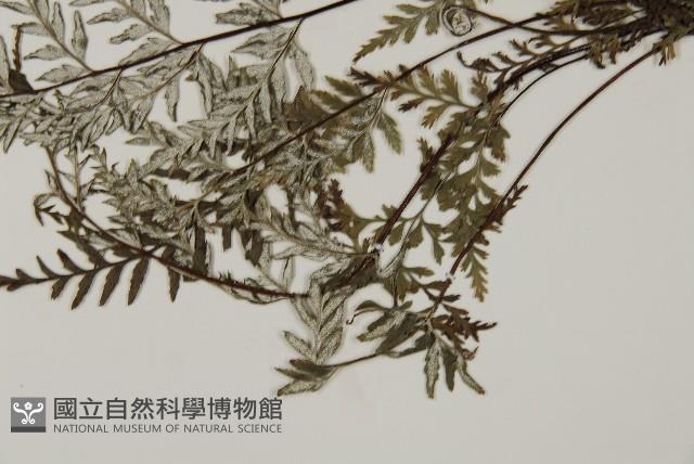 粉葉蕨藏品圖，第5張
