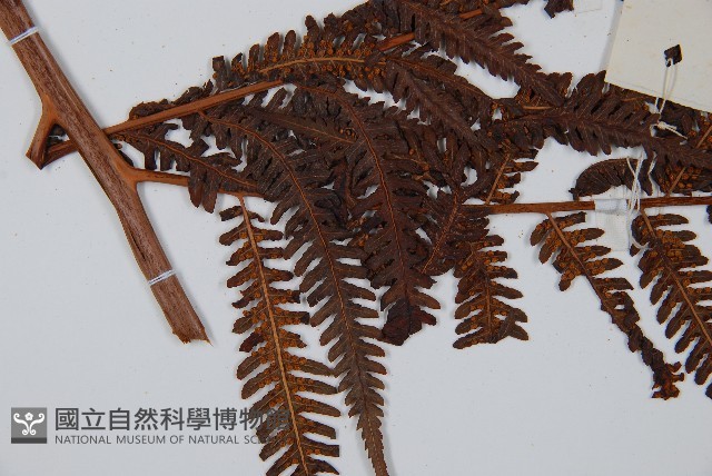 金狗毛蕨藏品圖，第4張