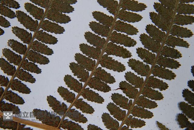 華中蛾眉蕨藏品圖，第5張