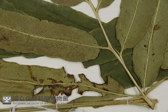 日本鳳丫蕨藏品圖，第5張