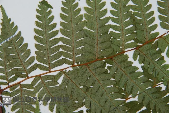 蘭嶼筆筒樹、蘭嶼桫欏藏品圖，第5張