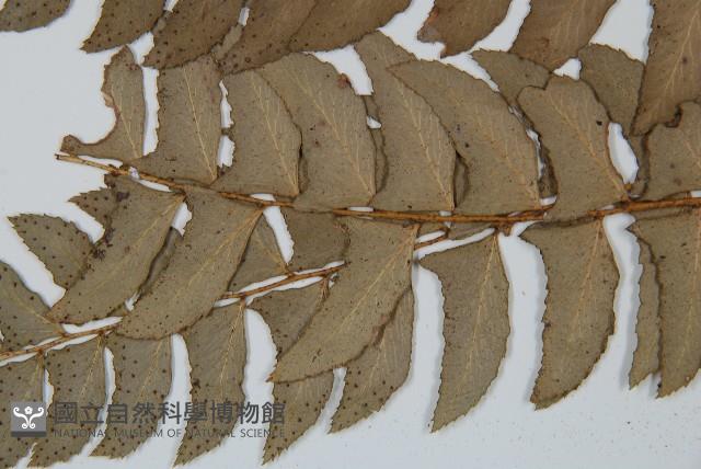 鐮羽貫眾藏品圖，第5張