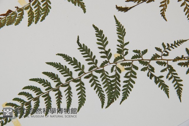 蓬萊蹄蓋蕨藏品圖，第5張