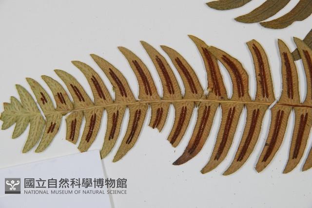 雉尾烏毛蕨藏品圖，第5張