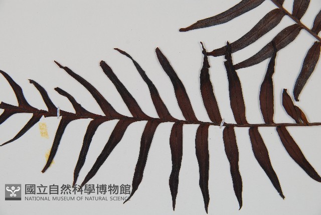 烏毛蕨藏品圖，第4張