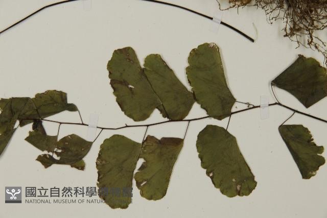 半月形鐵線蕨藏品圖，第5張