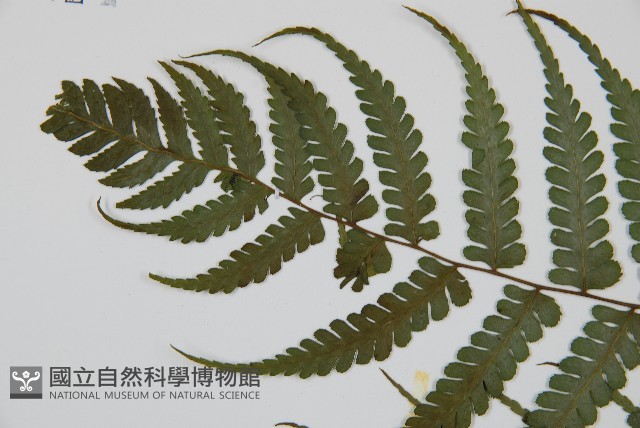 川上氏雙蓋蕨藏品圖，第5張
