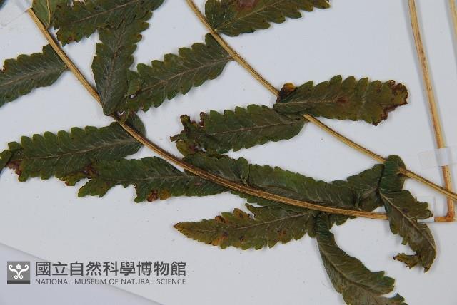 邊緣鱗蓋蕨藏品圖，第5張