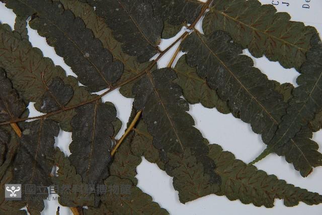 烏來雙蓋蕨藏品圖，第5張