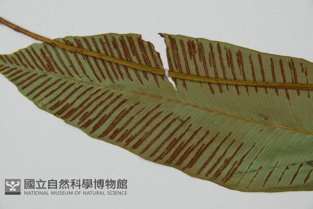 細柄雙蓋蕨藏品圖，第5張