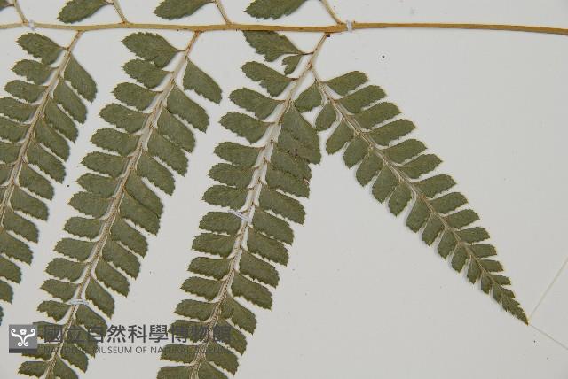 斜方複葉耳蕨藏品圖，第4張