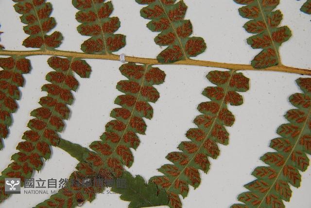 東洋蹄蓋蕨藏品圖，第5張