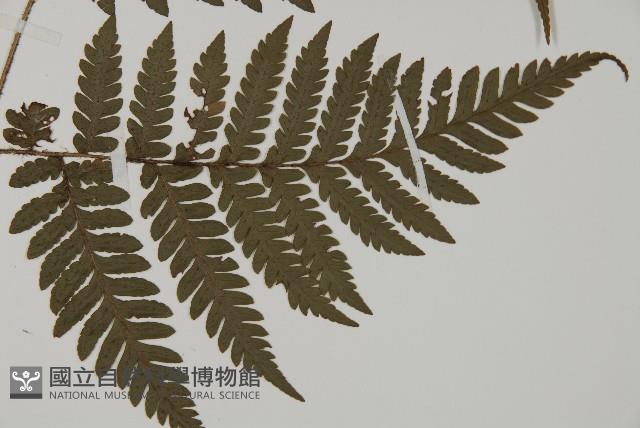 肋毛蕨藏品圖，第5張