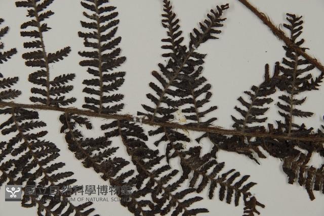 川上氏肋毛蕨藏品圖，第5張