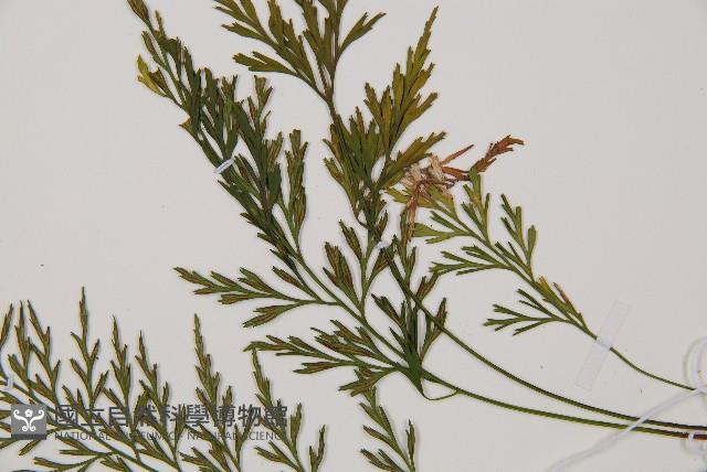 威氏鐵角蕨藏品圖，第5張