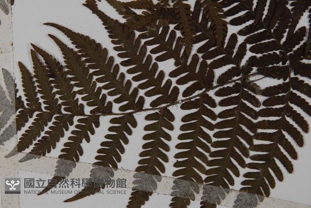 愛德氏肋毛蕨藏品圖，第5張