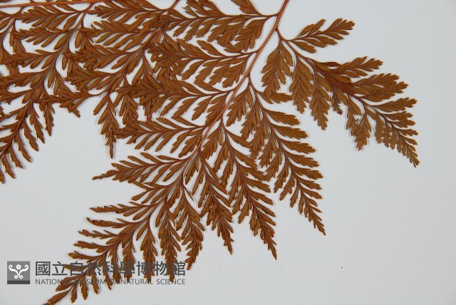 海州骨碎補藏品圖，第5張