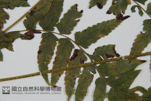 刺柄雙蓋蕨藏品圖，第5張