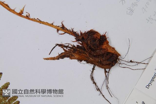 尖齒鱗毛蕨藏品圖，第5張