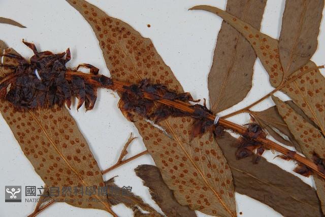 披針貫眾蕨藏品圖，第5張