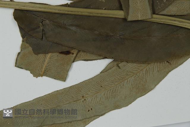 日本鳳丫蕨藏品圖，第5張