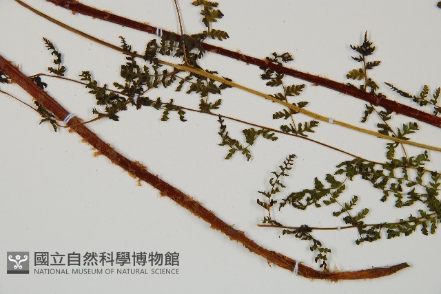 毛冷蕨藏品圖，第5張