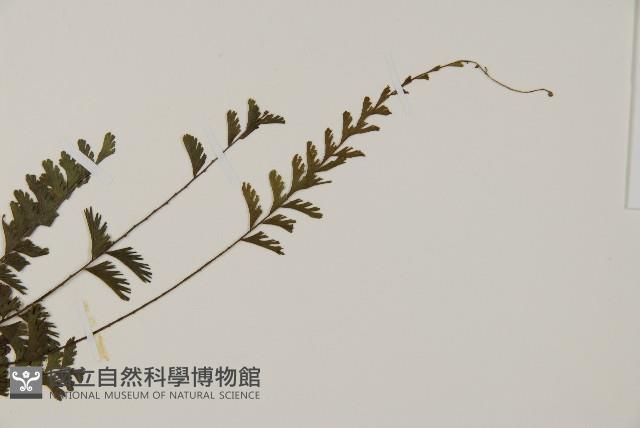 鞭葉鐵線蕨藏品圖，第5張