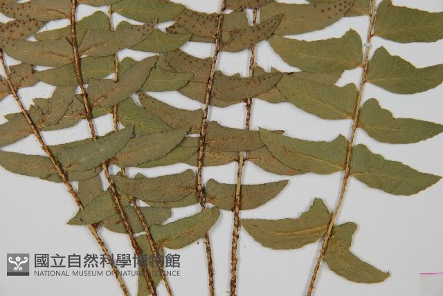 鐮羽貫眾藏品圖，第5張