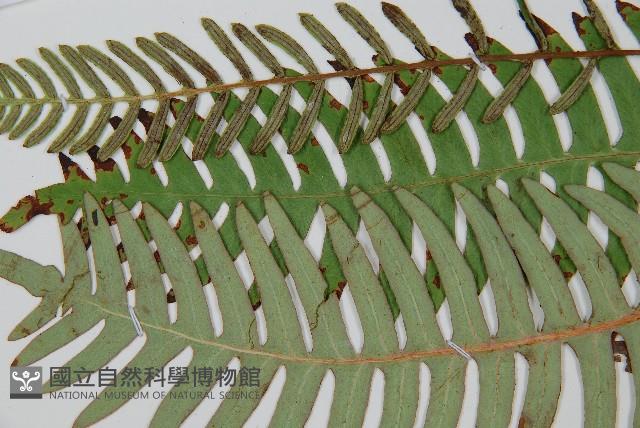 韓氏羅曼蕨藏品圖，第5張