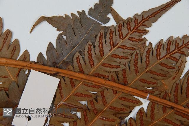 日本狗脊蕨藏品圖，第5張