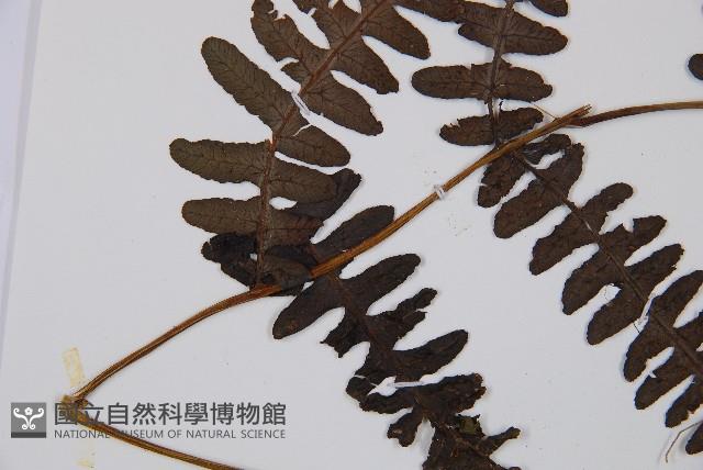 黑葉貞蕨藏品圖，第5張