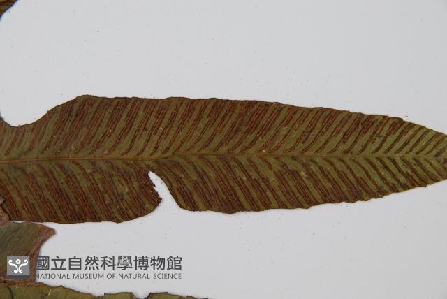 細柄雙蓋蕨藏品圖，第5張