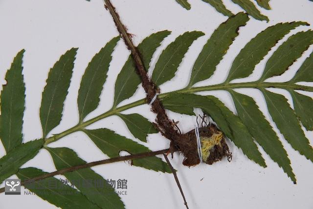 萊氏鐵角蕨藏品圖，第5張