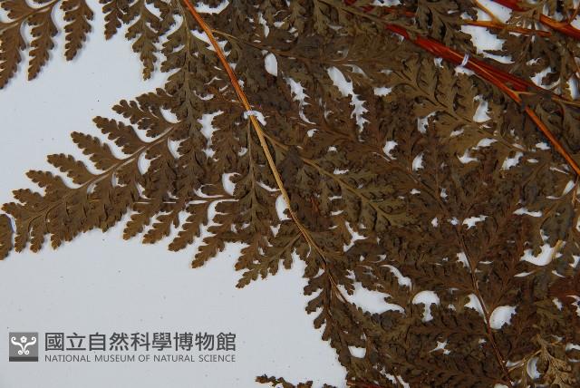 碗蕨藏品圖，第5張