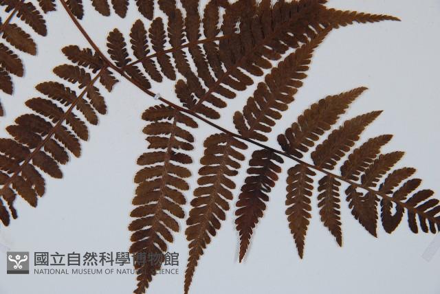 東北角蕨藏品圖，第5張