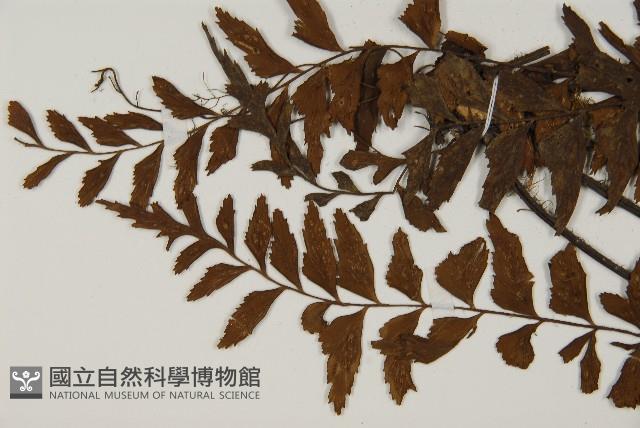 毛軸鐵角蕨藏品圖，第5張