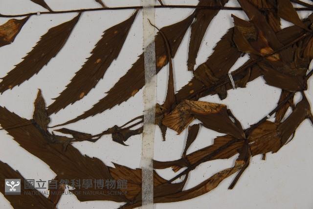 革葉鐵角蕨藏品圖，第4張
