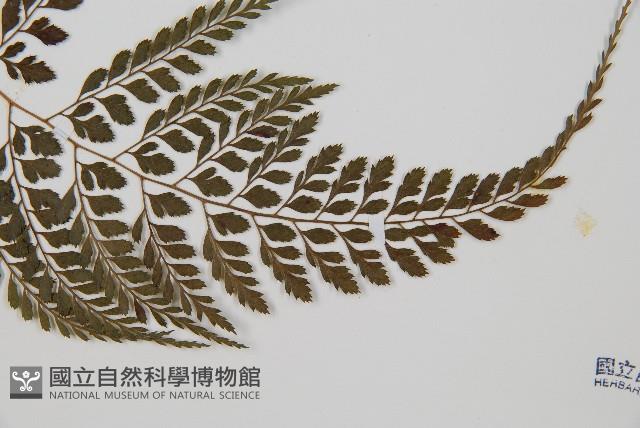臺灣兩面複葉耳蕨藏品圖，第5張