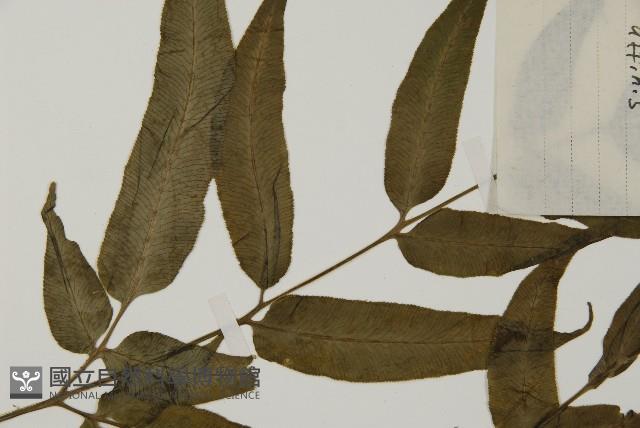 Accession Number:P004027 Collection Image, Figure 5, Total 5 Figures