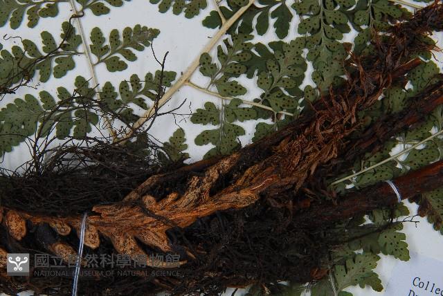 哈氏假複葉耳蕨藏品圖，第5張