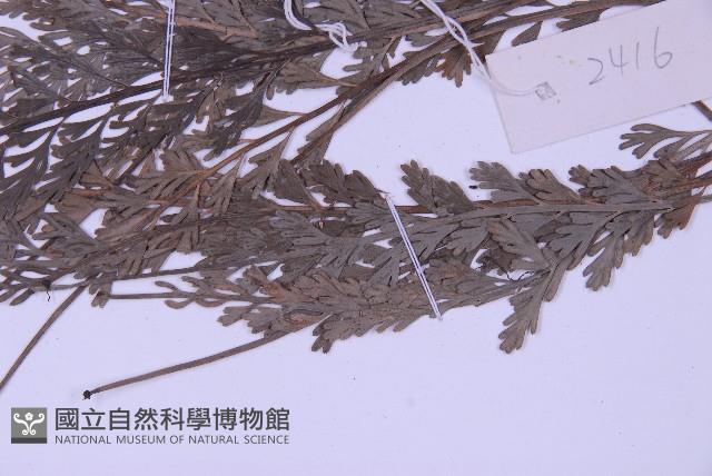 長生鐵角蕨藏品圖，第5張