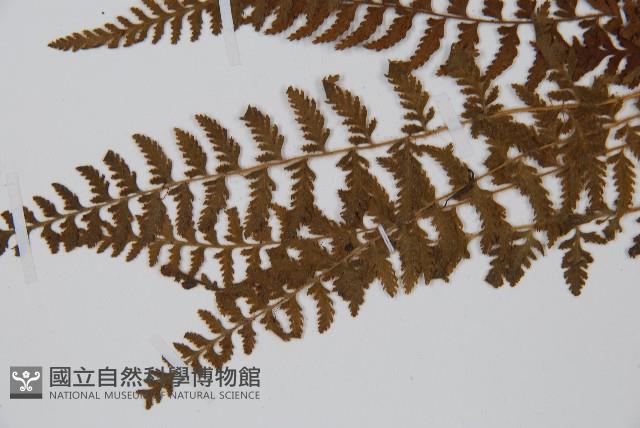 細毛碗蕨藏品圖，第5張