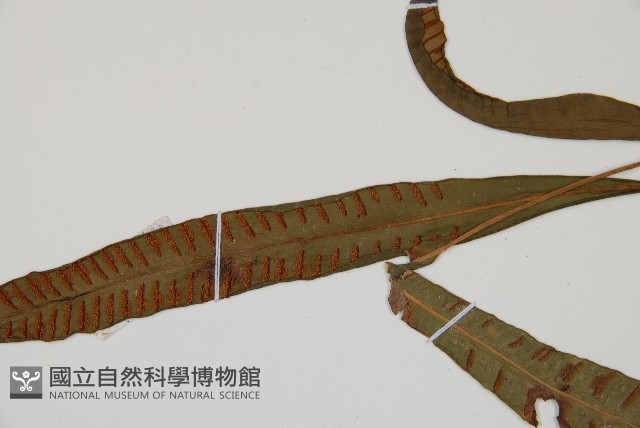 單葉雙蓋蕨藏品圖，第4張