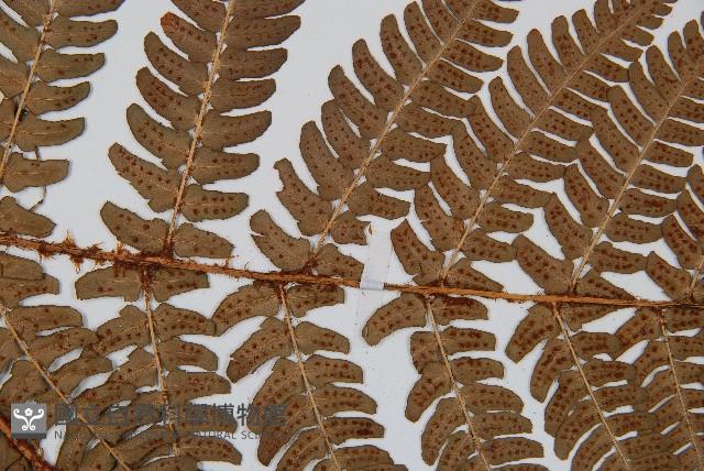 闊鱗鱗毛蕨藏品圖，第5張