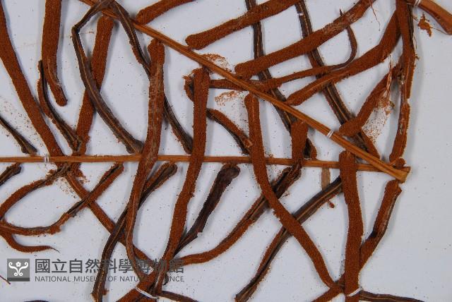 蘇鐵蕨藏品圖，第8張